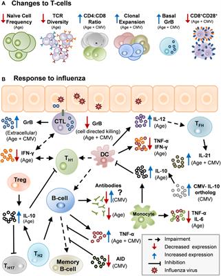 Impact of Aging and Cytomegalovirus on Immunological Response to Influenza Vaccination and Infection